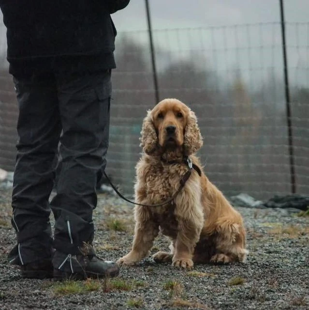 Hundepensjonat